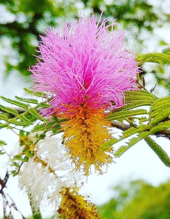 Shami Plant Benefits, How to Grow, Placement & Worship of Shami Plant